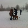Чемпионат России по Собаке-телохранителю
